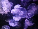 Реакции на ужаления медуз